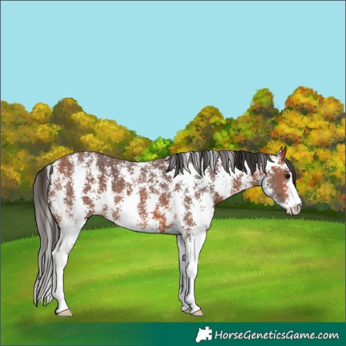 Horse Color:Bay Sabino 
