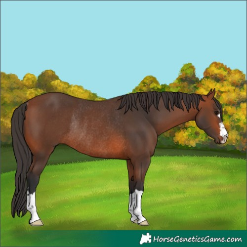 Horse Color:Bay Rabicano 