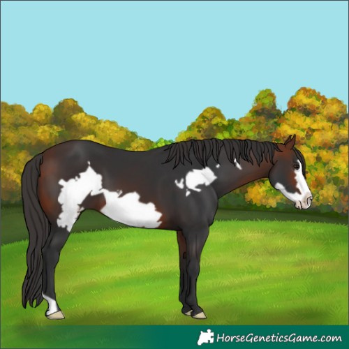 Horse Color:Bay Frame