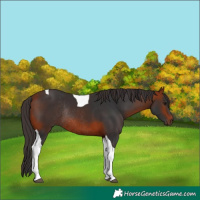 Horse Color:Bay Tobiano Rabicano 