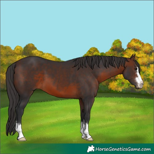 Horse Color:Brown 