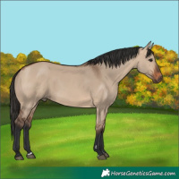 Horse Color:Bay Dun 