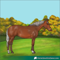 Horse Color:Silver Bay 