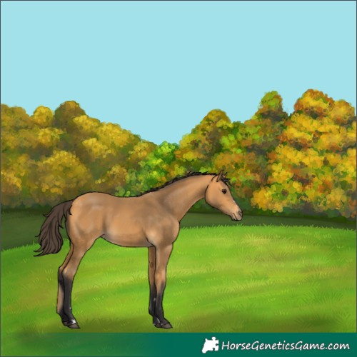 Horse Color:Buckskin