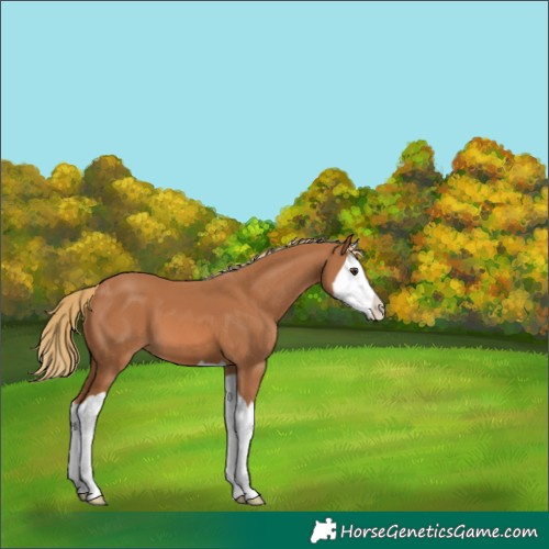 Horse Color:Chestnut Splash 