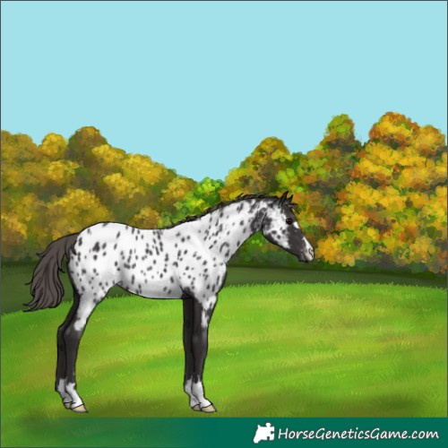 Horse Color:Smoky Black Appaloosa Rabicano 