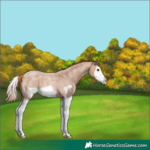 Horse Color:Red Roan Splash Frame 