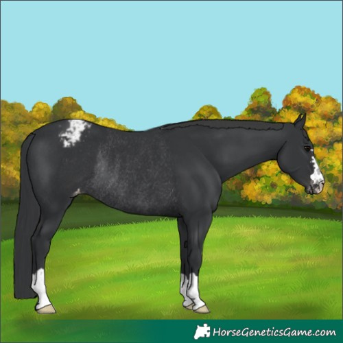 Horse Color:Black Appaloosa Rabicano 
