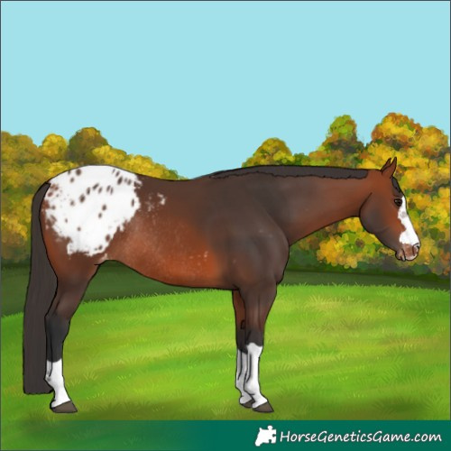 Horse Color:Bay Appaloosa Rabicano 