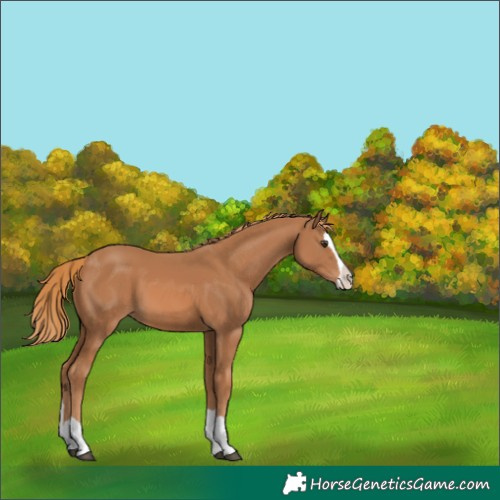 Horse Color:Chestnut Splash