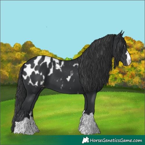Horse Color:Black Appaloosa 
