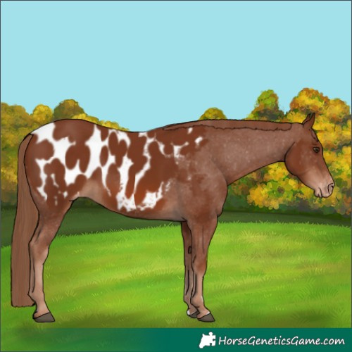 Horse Color:Chestnut Appaloosa 