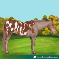 Horse Color:Chestnut Appaloosa 
