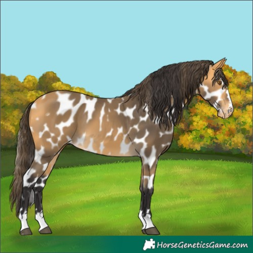 Horse Color:Pseudo Buckskin Near Leopard 