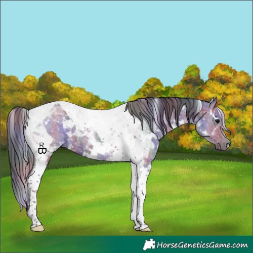 Horse Color:Nacre White Spotted Grullo Tobiano