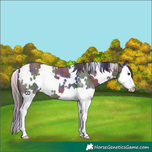Horse Color:Nacre White Spotted Grullo Splash 
