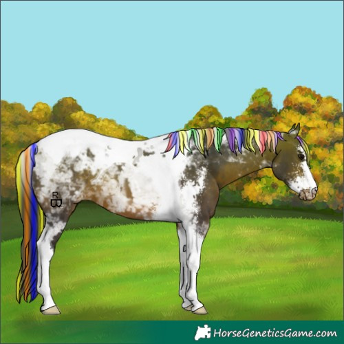 Horse Color:Painted Bay Sabino Tobiano Snowcap 