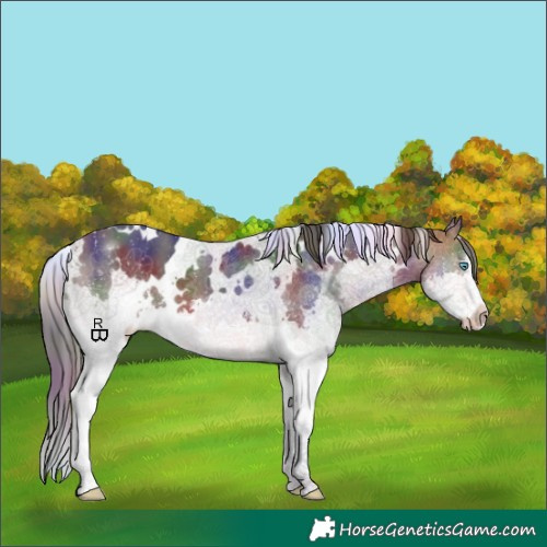 Horse Color:Nacre White Spotted Bay Splash Appaloosa 