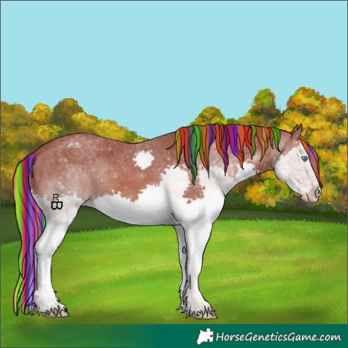 Horse Color:Painted Chestnut Splash Appaloosa
