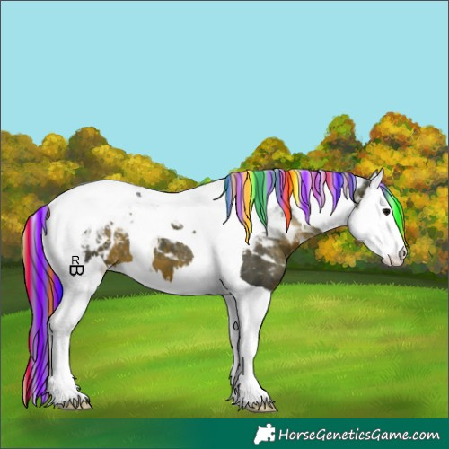 Horse Color:Painted Brown Splash Tobiano Appaloosa 
