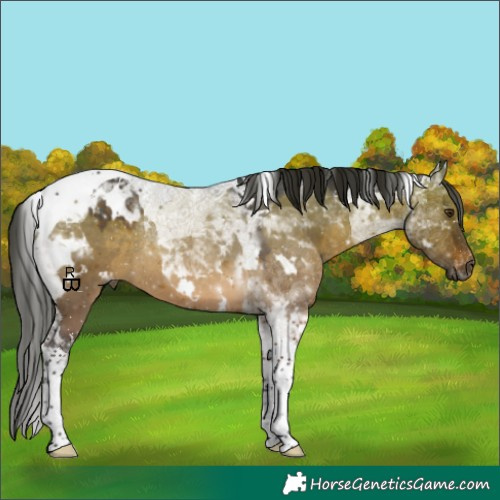 Horse Color:Gray White Spotted Brown Dun Tobiano Appaloosa