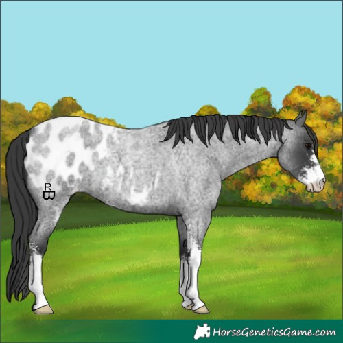 Horse Color:Blue Roan Sabino Appaloosa 