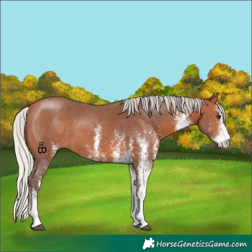 Horse Color:White Spotted Silver Bay