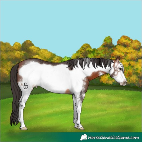 Horse Color:Bay Sabino Frame