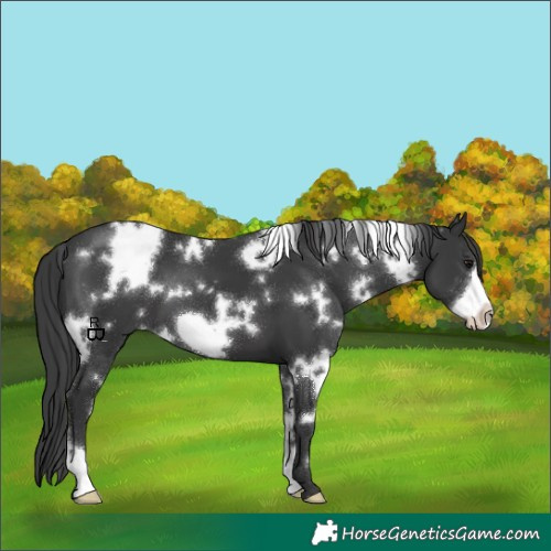 Horse Color:White Spotted Black Frame