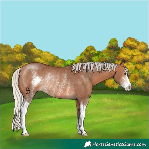Horse Color:Silver Bay Sabino Rabicano 