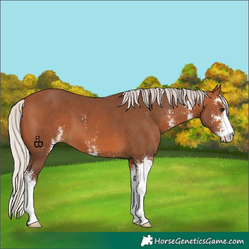 Horse Color:Silver Bay Sabino