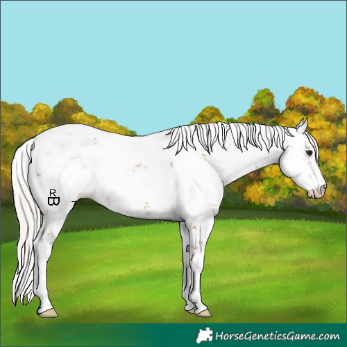 Horse Color:Silver Bay Sabino