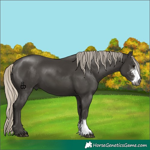 Horse Color:Gray Silver Smoky Black Sabino