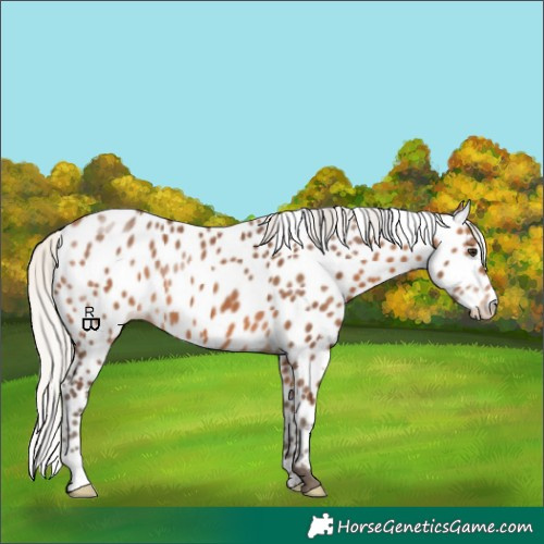 Horse Color:Silver Bay Appaloosa 