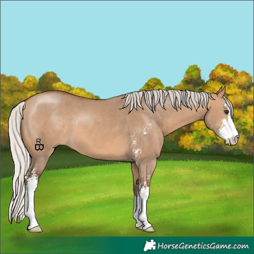 Horse Color:Silver Bay Dun Sabino