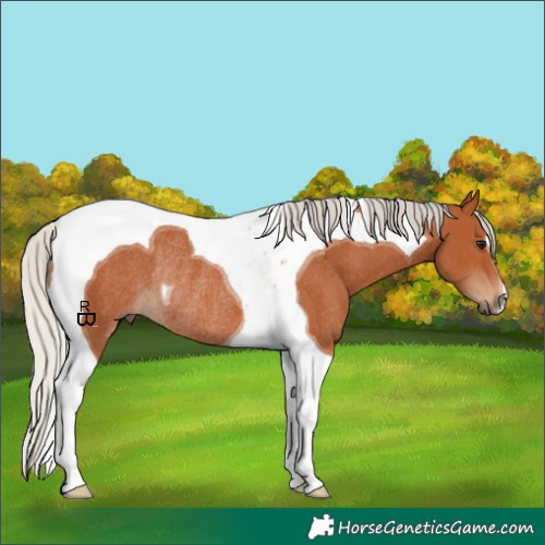 Horse Color:Silver Bay Tobiano Rabicano 