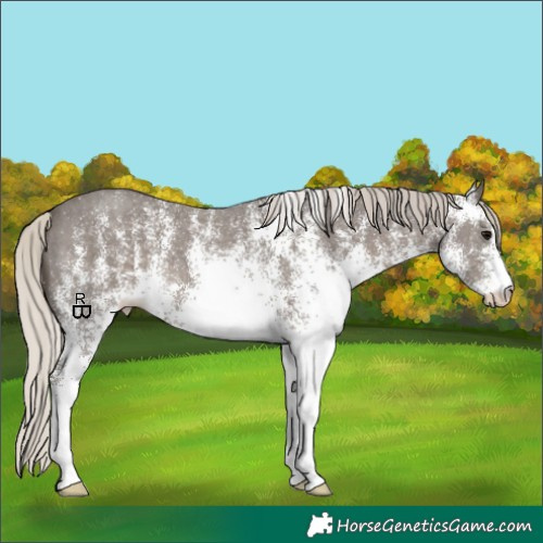 Horse Color:White Spotted Silver Black
