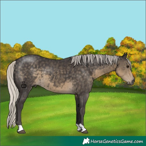 Horse Color:Silver Smoky Black 