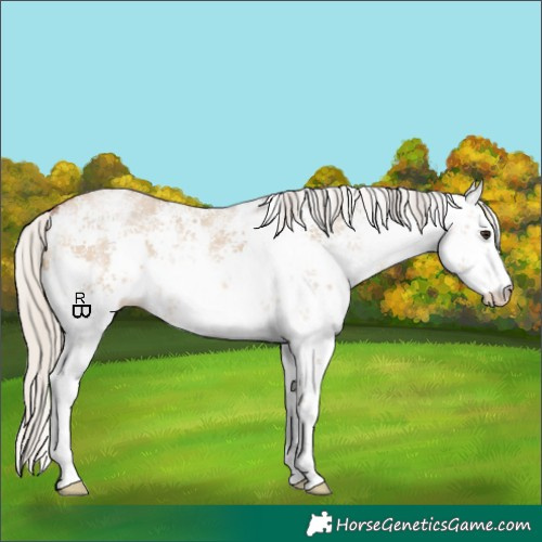 Horse Color:White Spotted Silver Bay Dun Sabino 