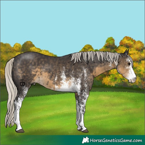 Horse Color:White Spotted Silver Smoky Black