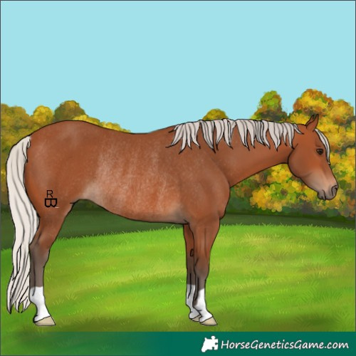 Horse Color:Silver Bay Rabicano