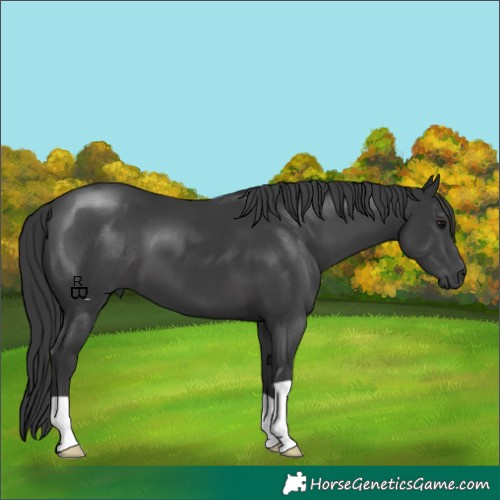 Horse Color:Black 
