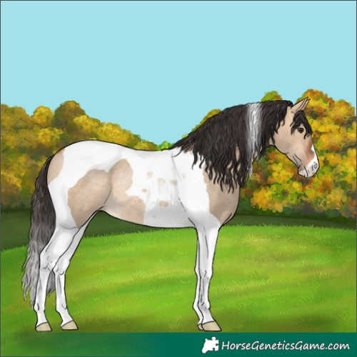 Horse Color:Bay Dun Tobiano Rabicano 