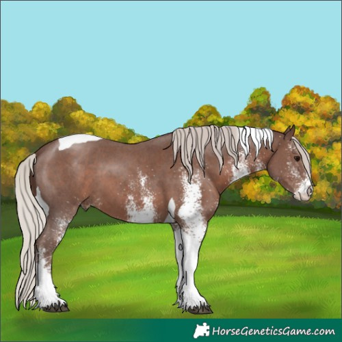 Horse Color:White Spotted Silver Black Tobiano 