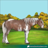 Horse Color:White Spotted Silver Black Tobiano