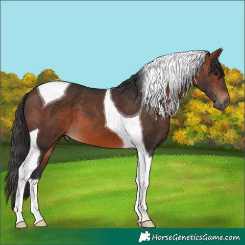 Horse Color:Brown Tobiano