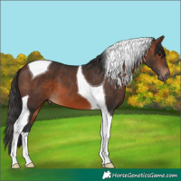 Horse Color:Brown Tobiano