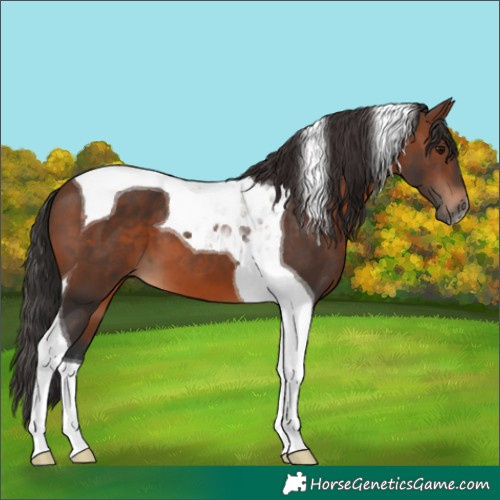 Horse Color:Brown Tobiano