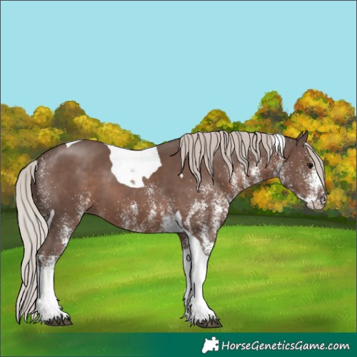 Horse Color:White Spotted Silver Black Tobiano 