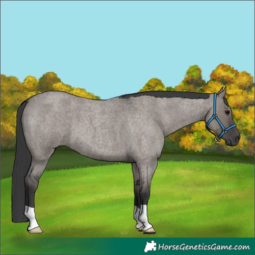 Horse Color:Grullo Roan 